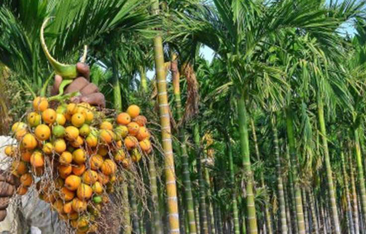 सुपारी खेतीका बारेमा पहिलोपटक नेपाली भाषामा कृति प्रकाशित